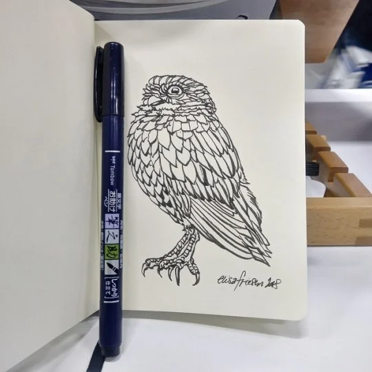 0996 burrowing owl sketch.jpg
