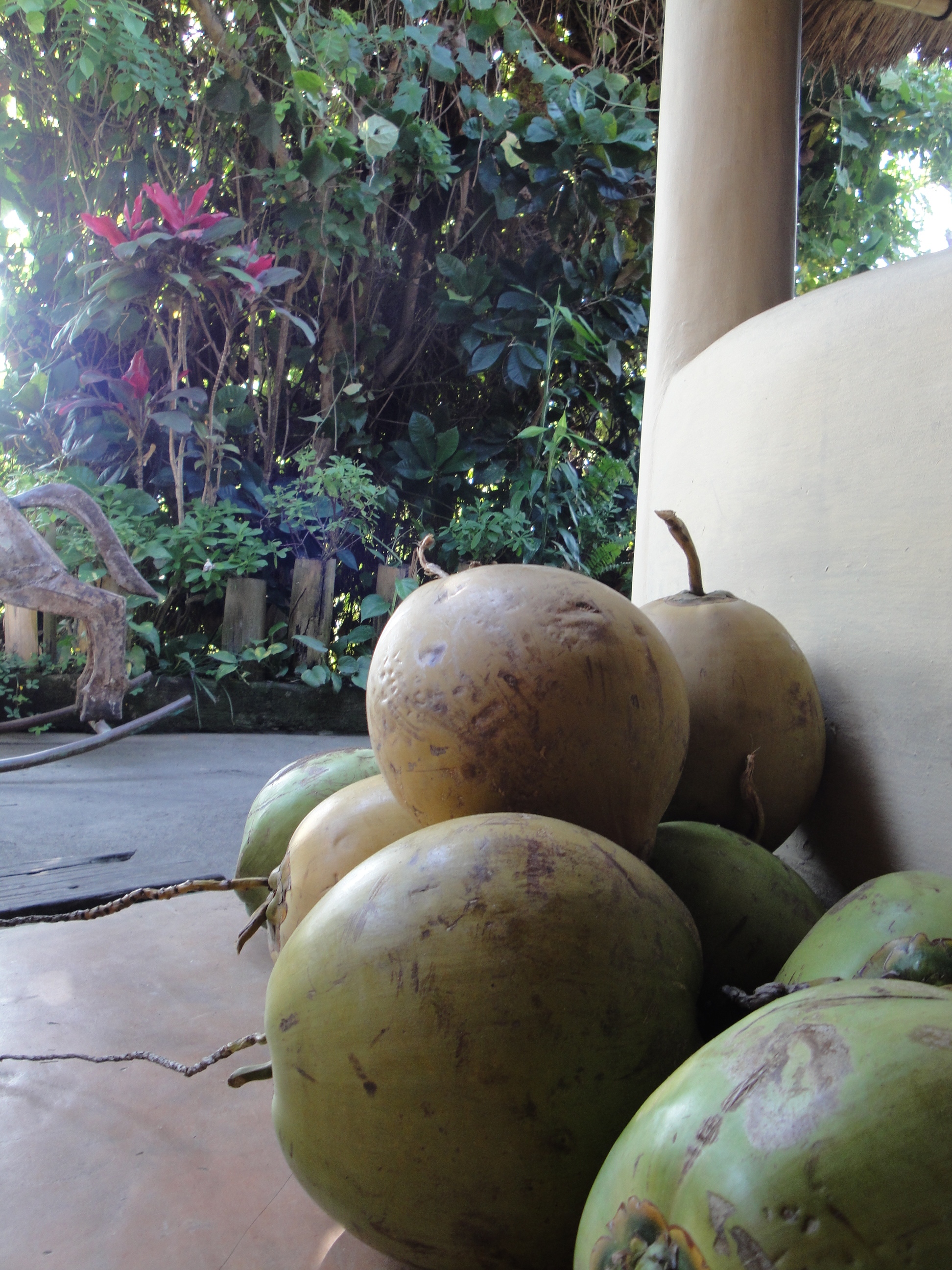 Coconuts waiting to be ordered.