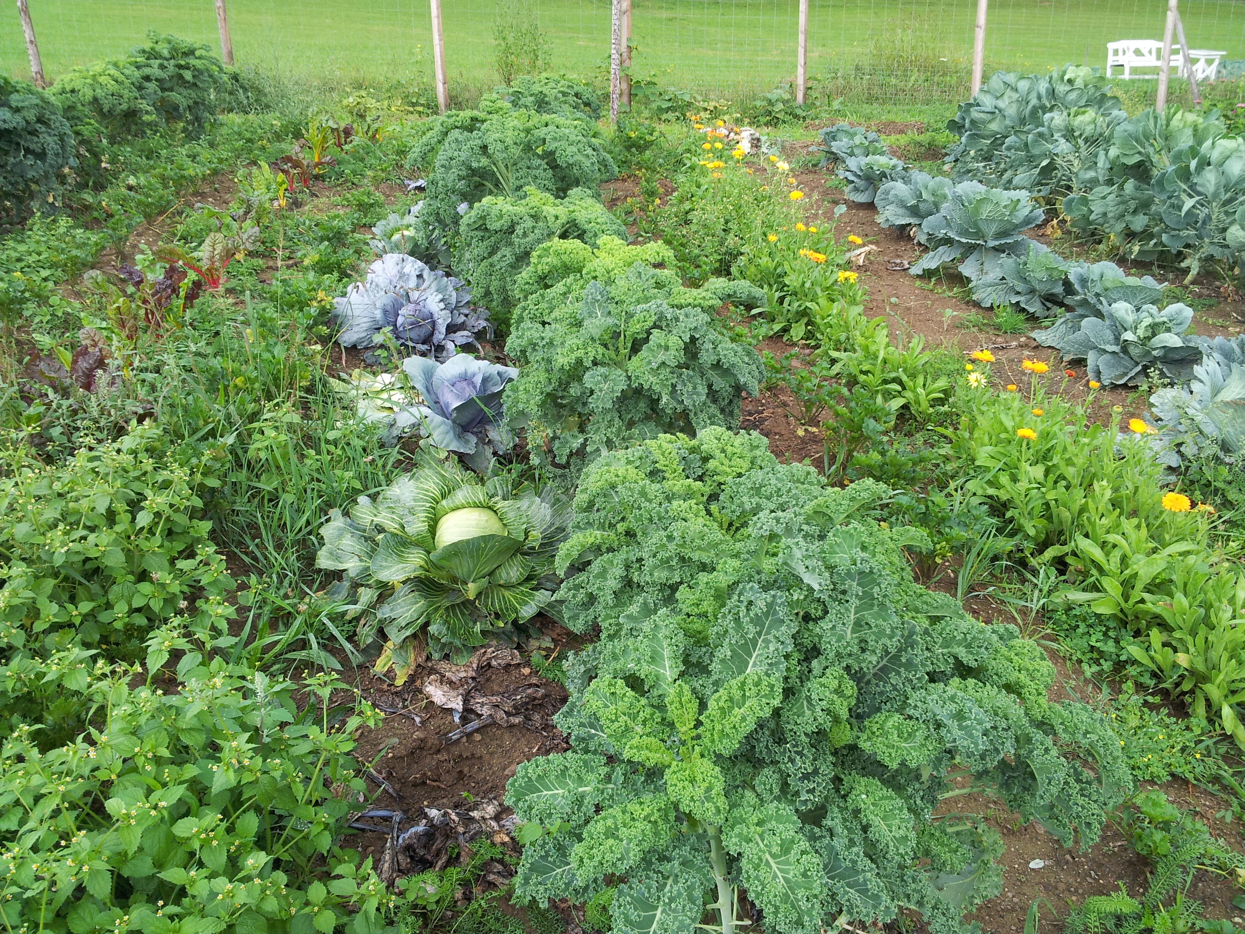 Kale kale and more kale. An Eastern-suburbians heaven.