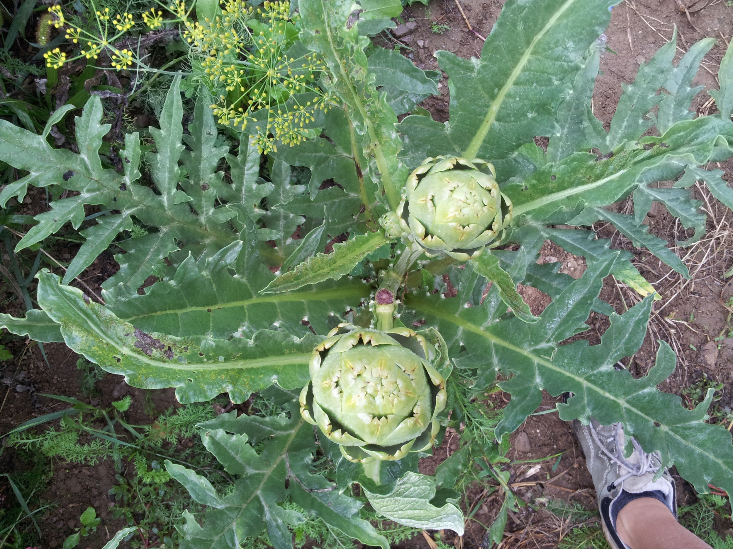 20150821_140133.jpg
