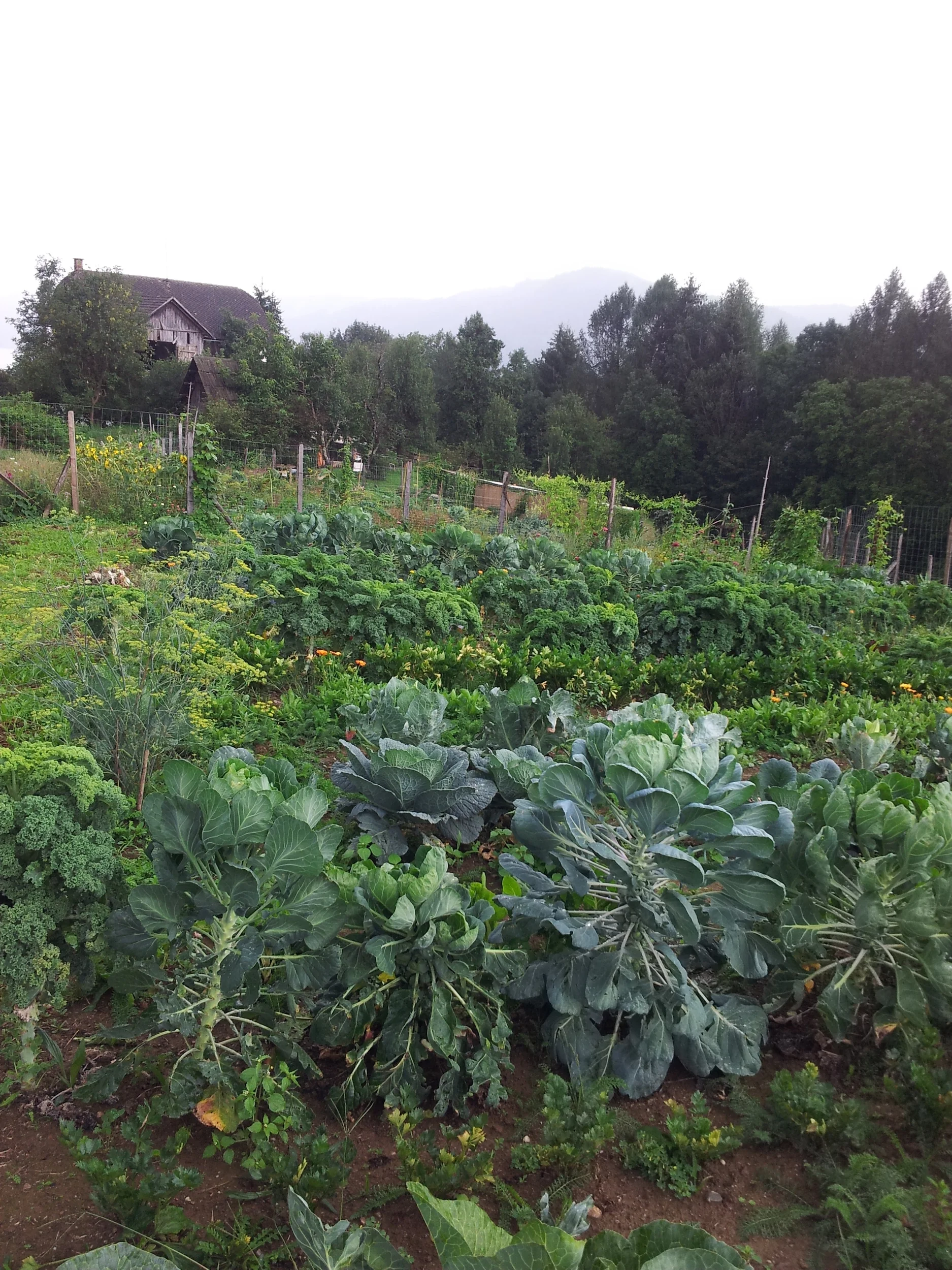We visited a biodynamic organic vegetable farm. It was magical and luscious. Unfortunately they don't have a website.