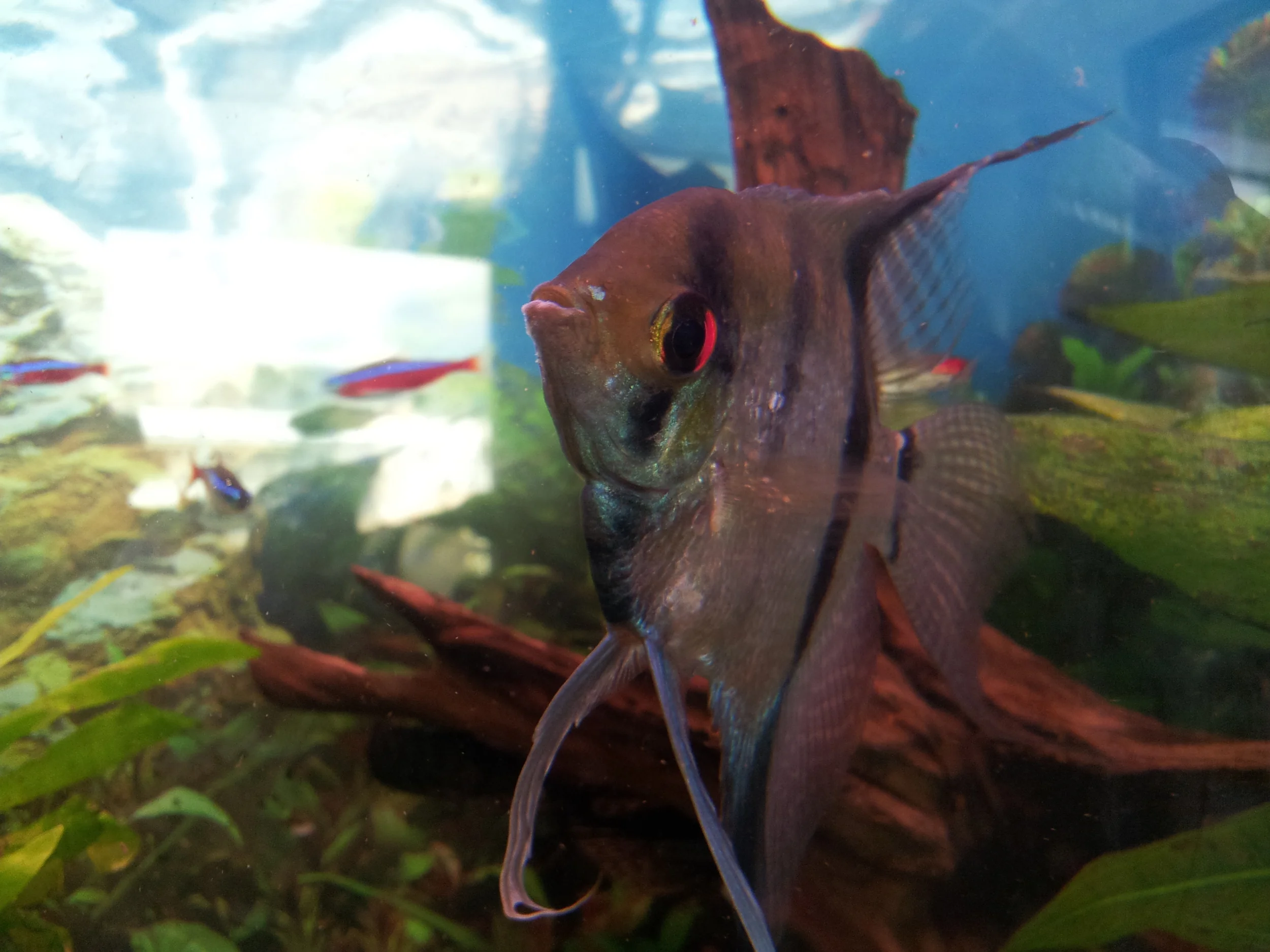 Hello fishy, I'm sorry we humans out you in a tank, you deserve to be free. one day!