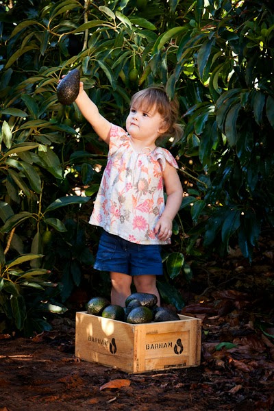 Barham_Avocados_Sarah_Anderson_Victoria_child_avo_tree_countryside