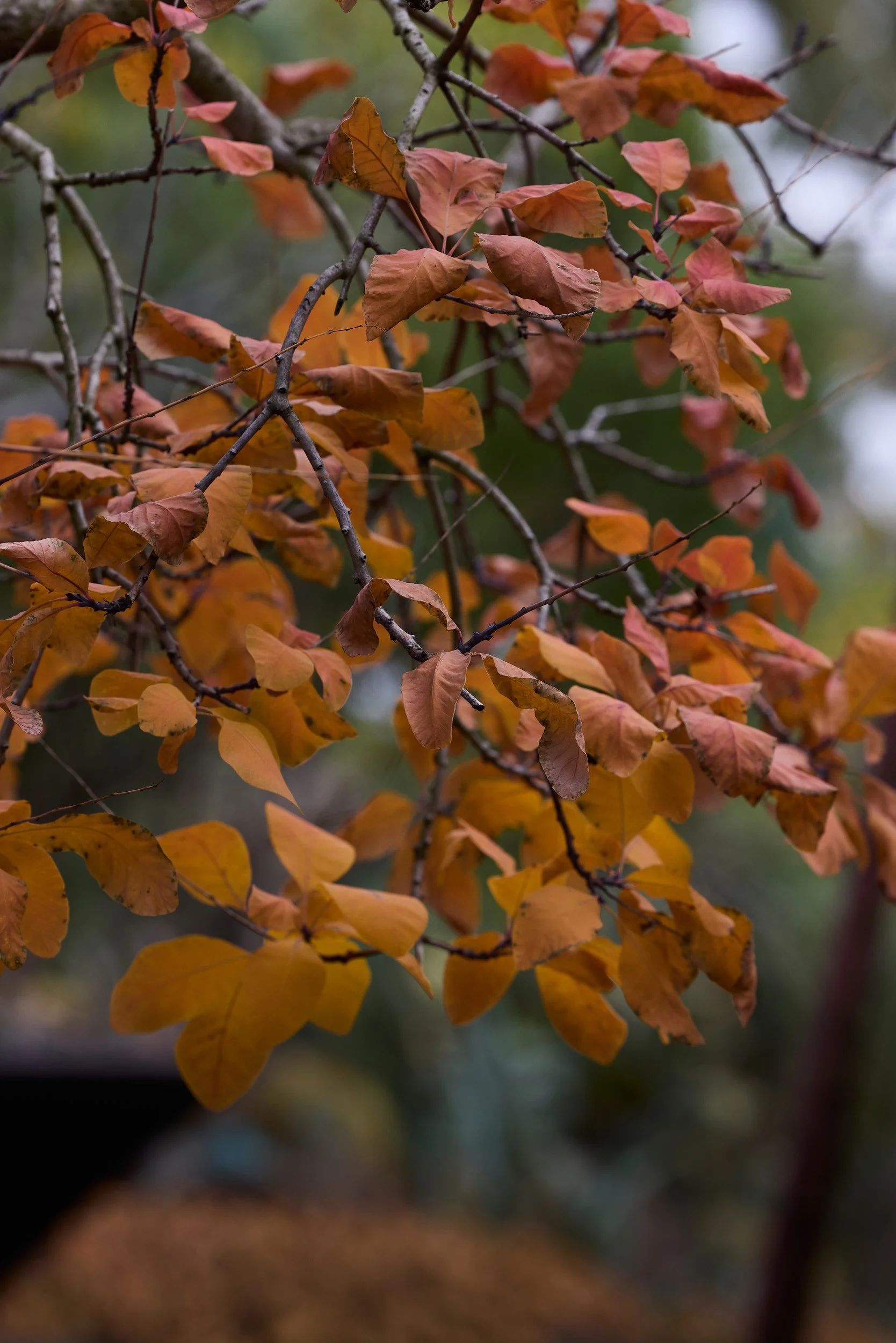 close up of autumn leaves on branches at roraima nursery