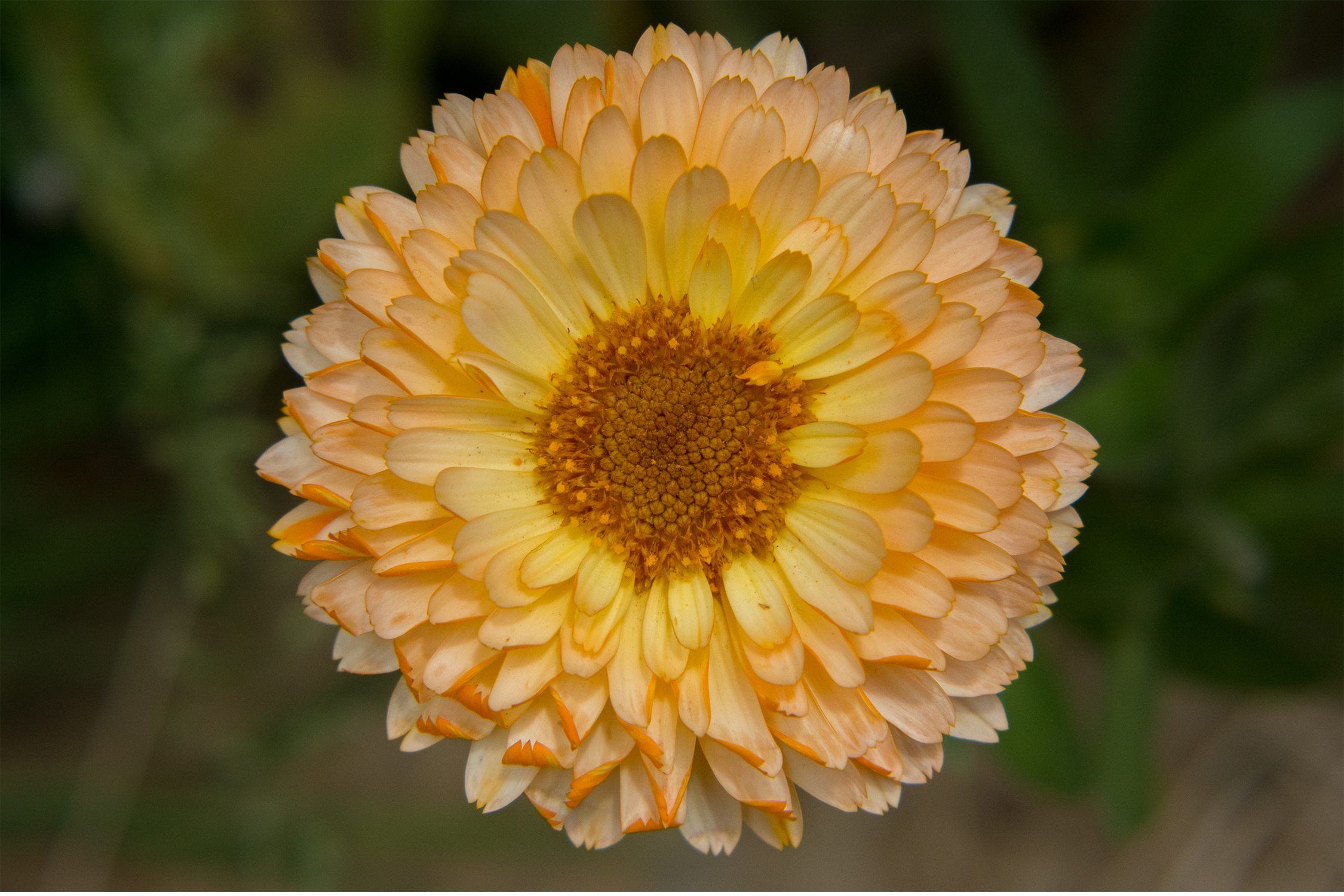 BenMiller_LighterOrangeFlower.png