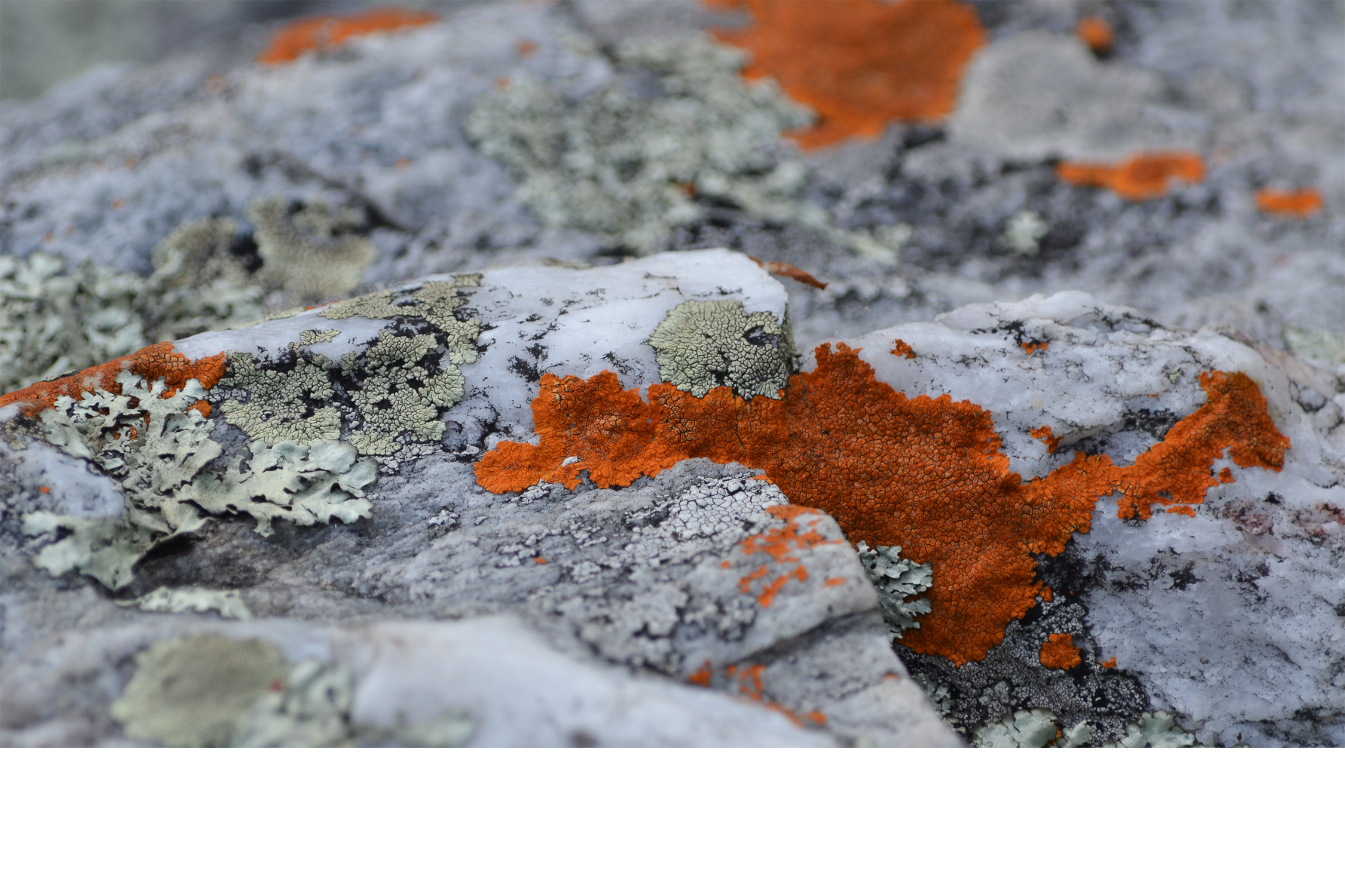 BenMiller_OrangeMoss.png