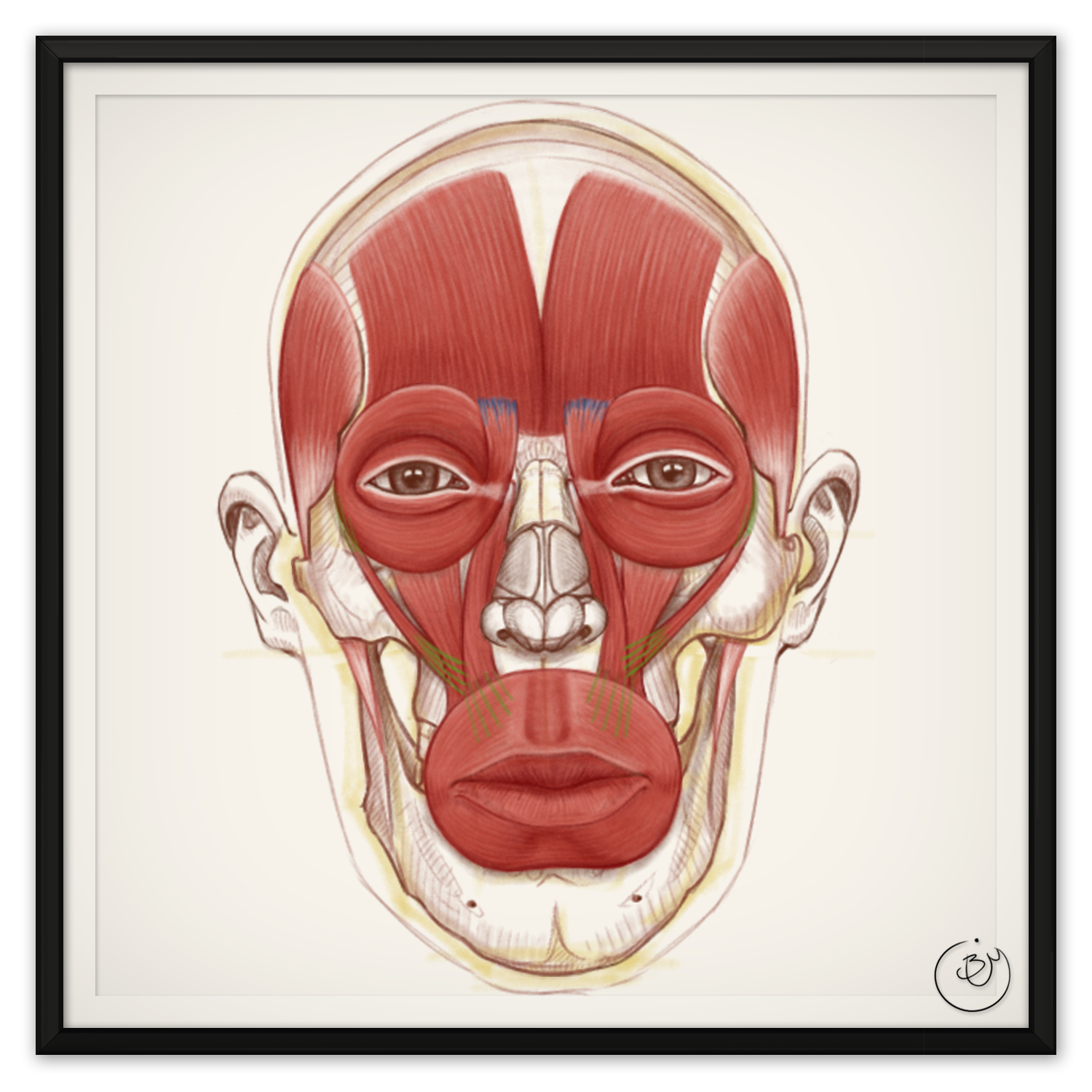 Skull with Muscles (Digital)