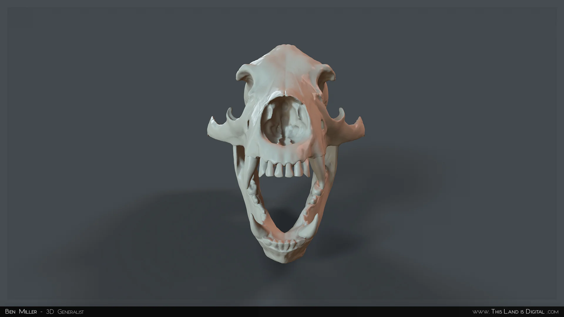TLiD_Bones-BearSkull_01.jpg