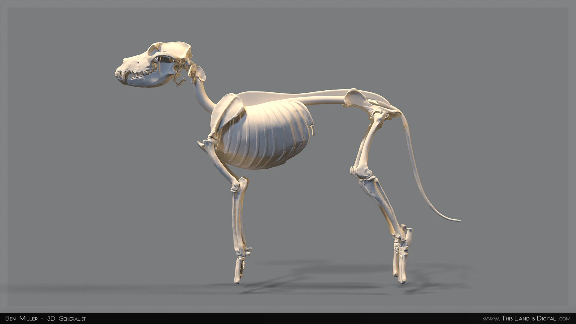 TLiD_BenMiller_AnatomyDogStudy-Skeleton_03.jpg
