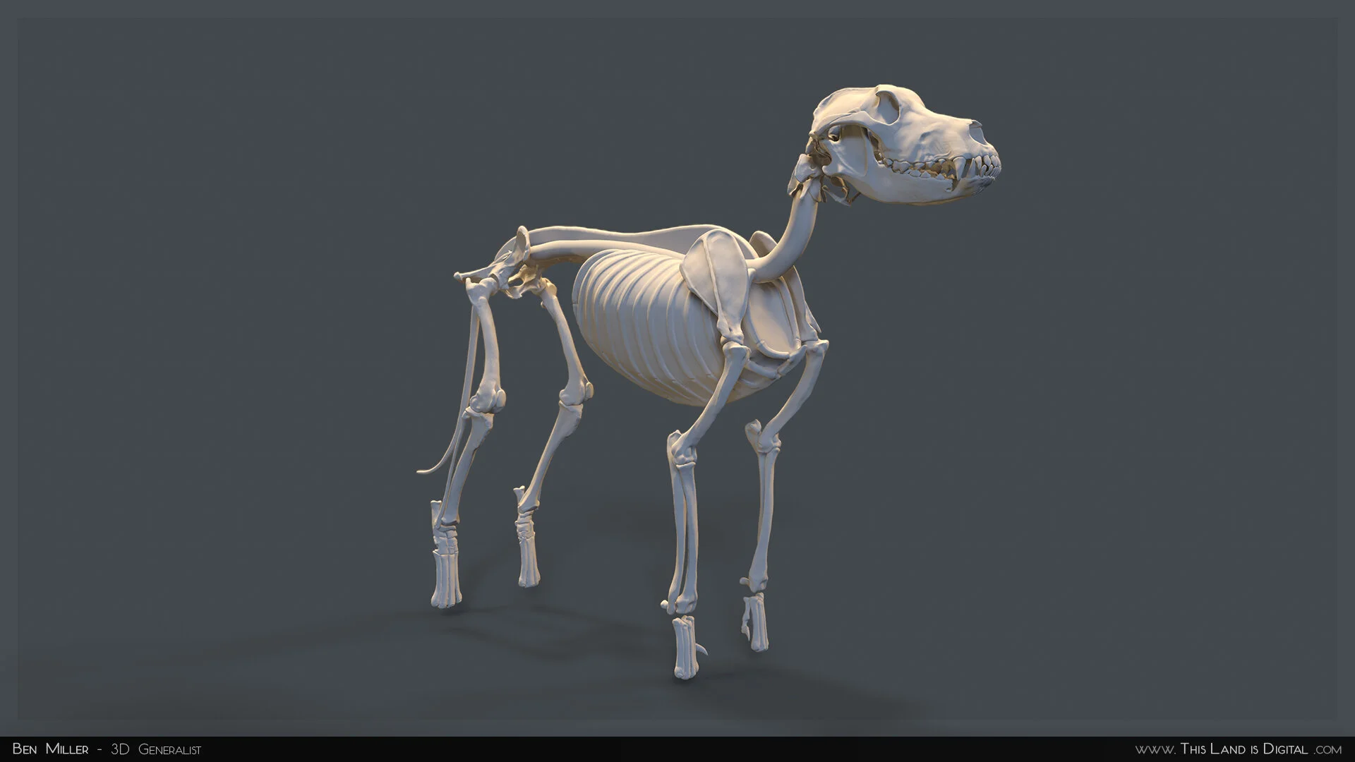 TLiD_BenMiller_AnatomyDogStudy-Skeleton_01.jpg