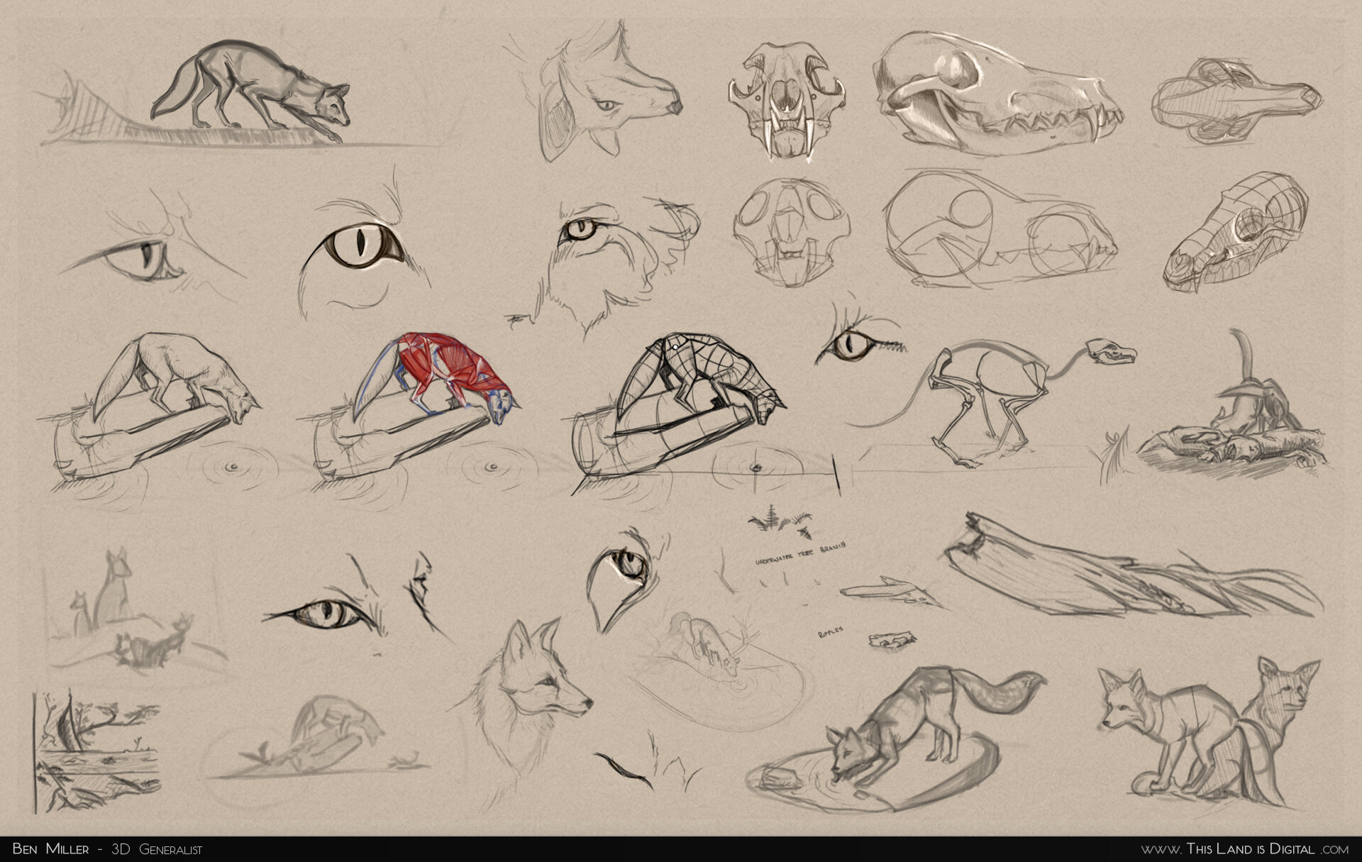 TLiD_BenMiller_FoxOnALog-Sketches.jpg