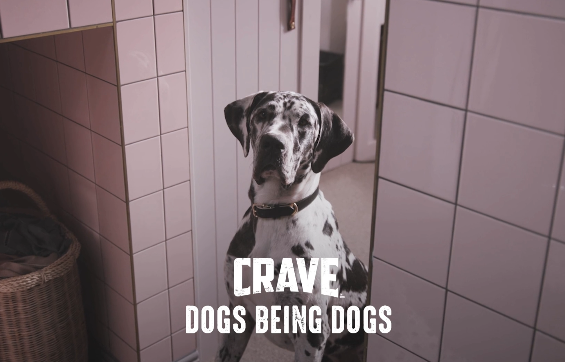 CRAVE "Watchful Eye"