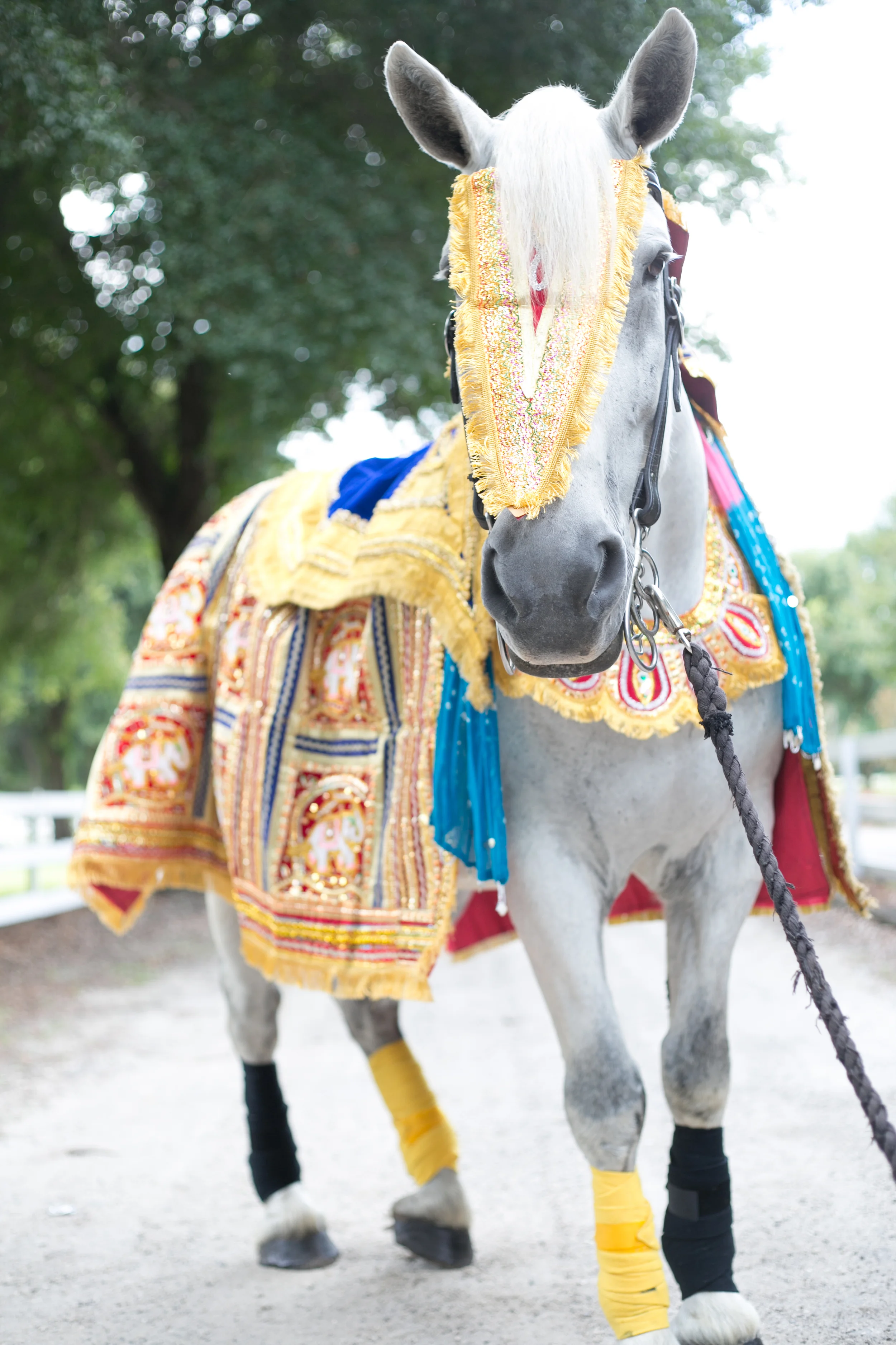 Baraat Horses