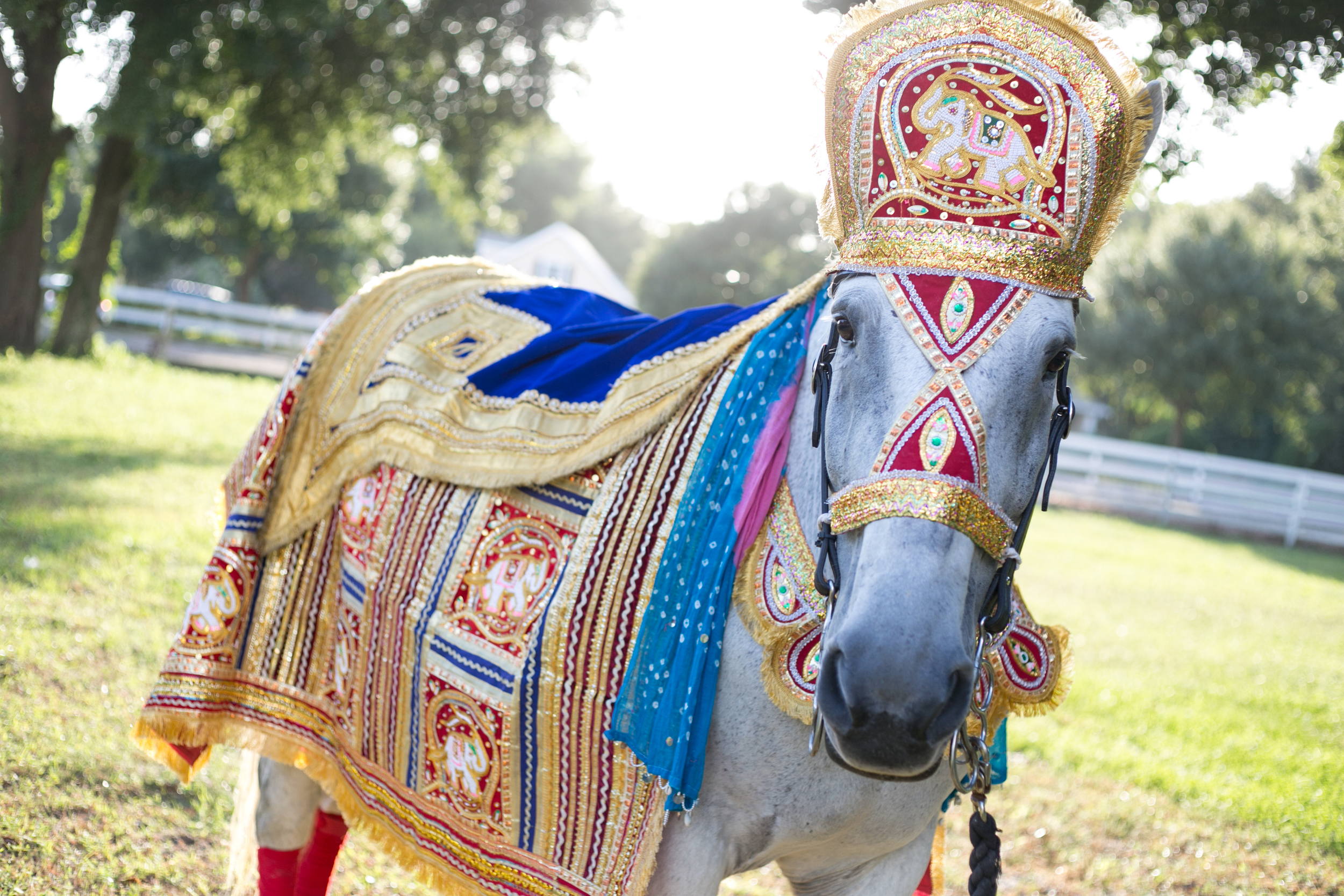 Хорс видео. Кататься лошадь свадьба. Indian Horse. Картинки на ватсап лошади. Horse Market India.
