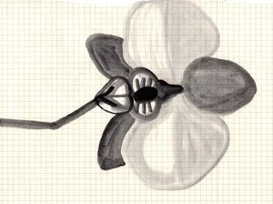 Flower.copyright+Andrew+Seto+2014(621KB).jpg