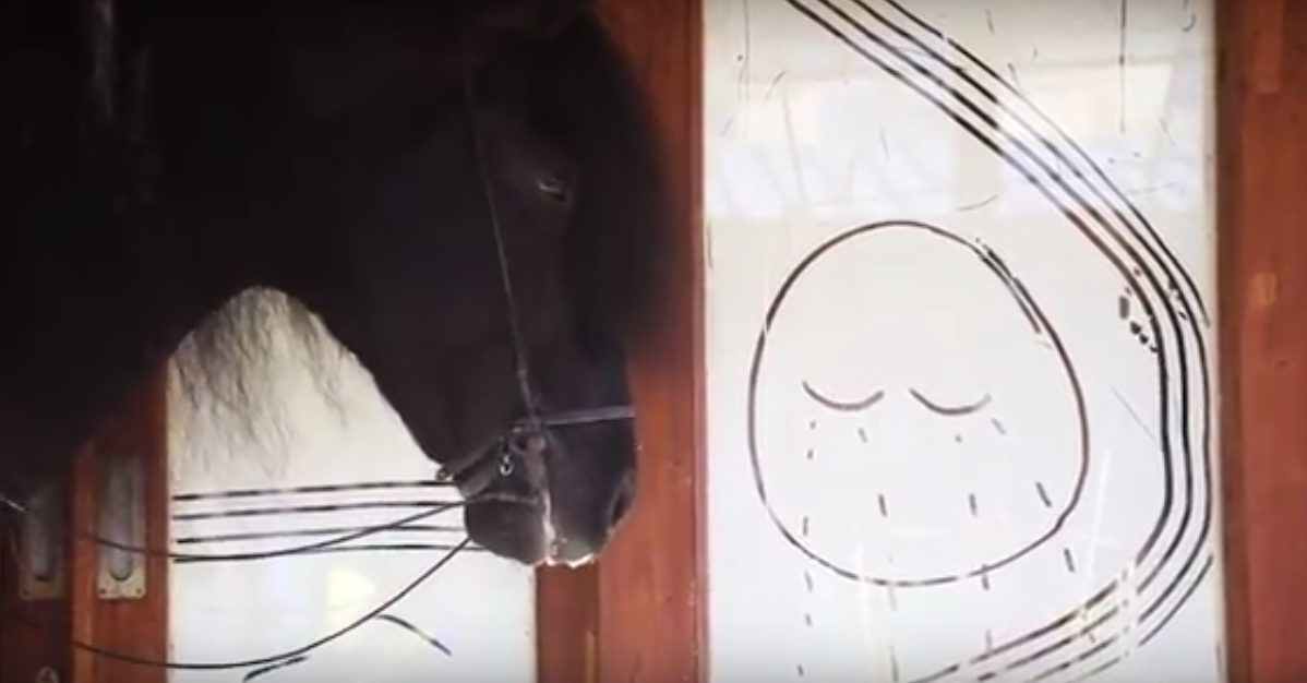 horse.jpg