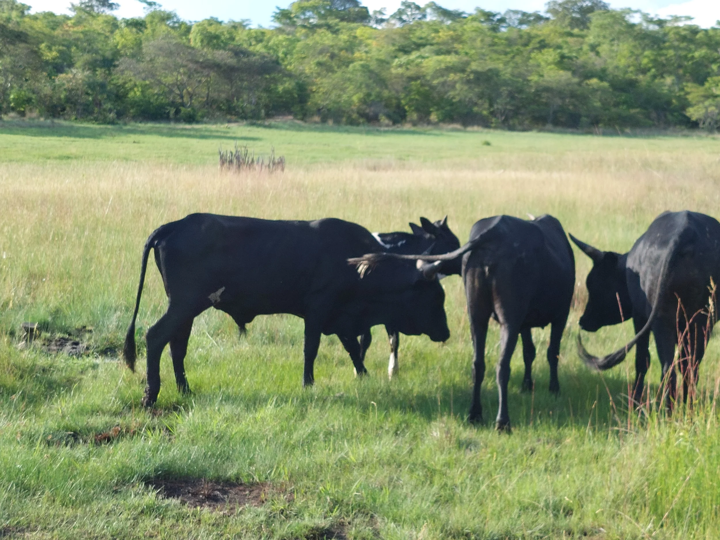 MT25 - Cattle and Water Points.jpg