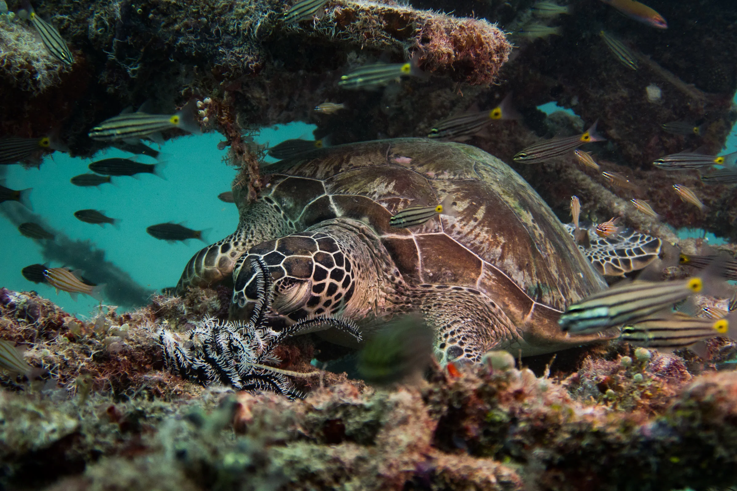 sleeping-turtle.jpg