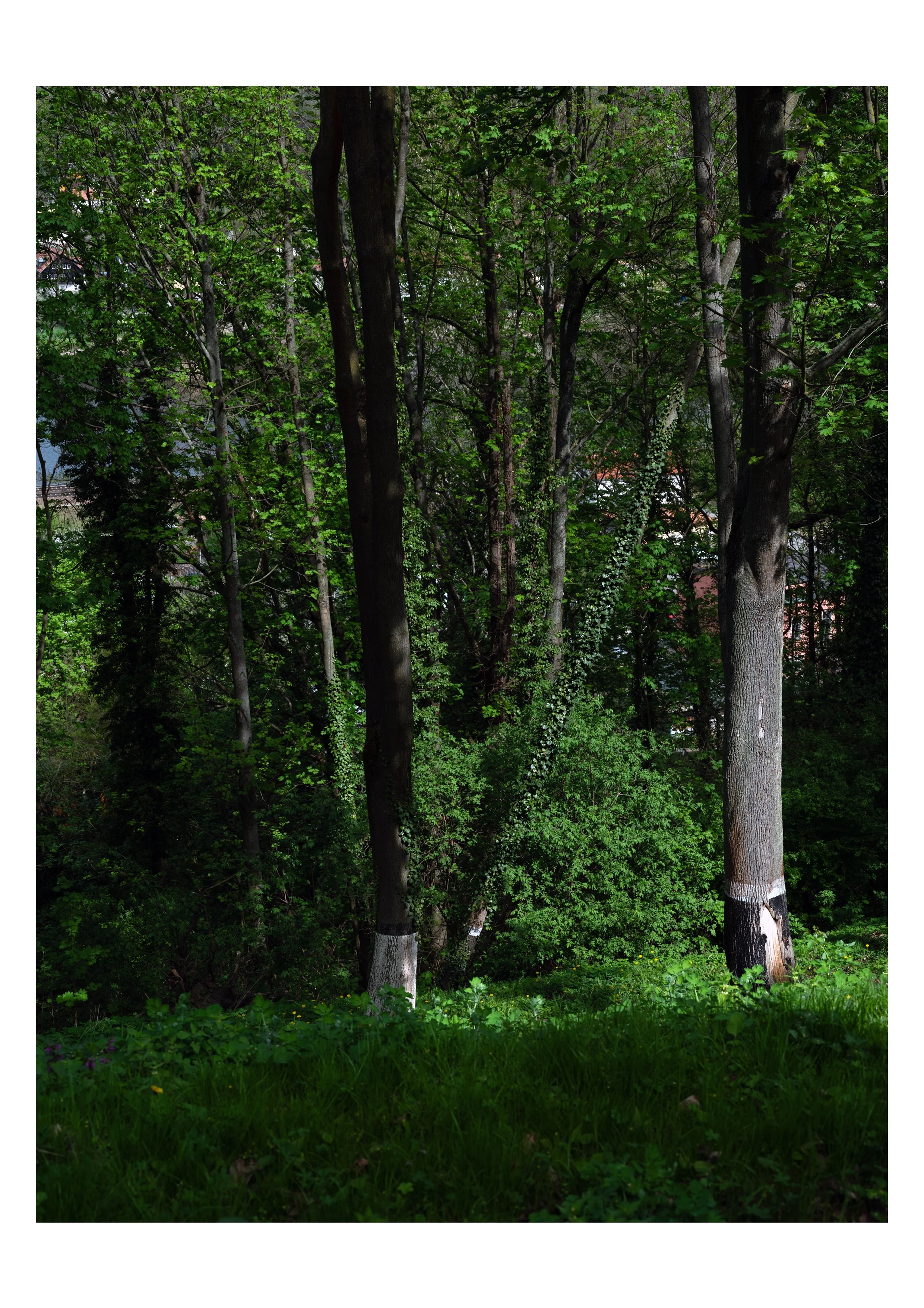 Pirna 10.jpg
