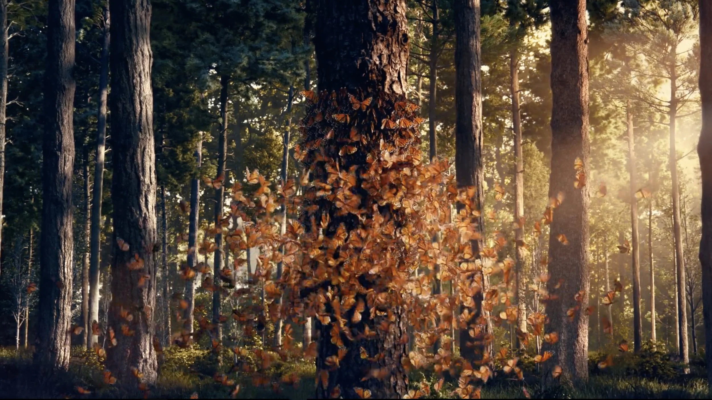 BUTTERFLIES.jpg