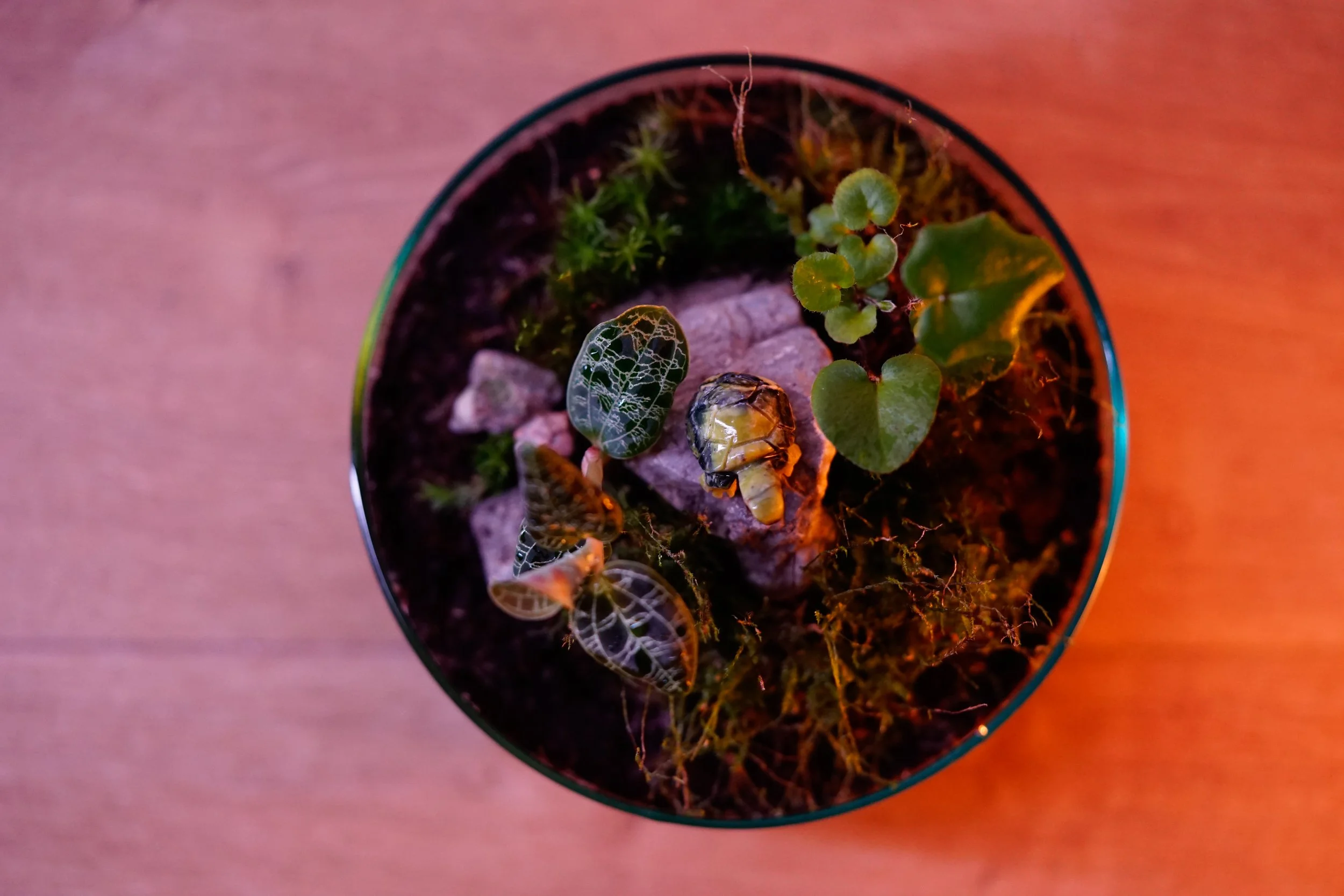 Top view of a potted plant with various small green leaves, rocks, moss, and a sprouting seedling, illuminated by warm, colorful lighting.