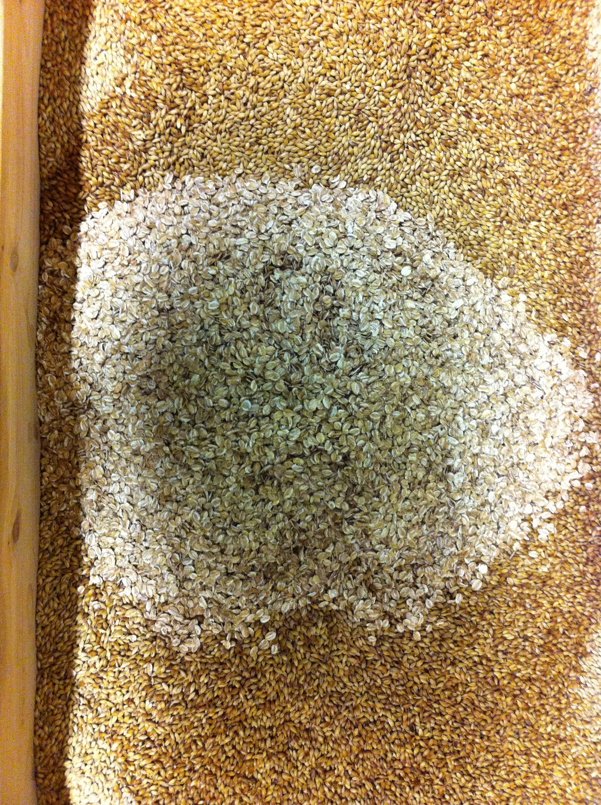 The barley and oats that made the Honey Sucker Pils