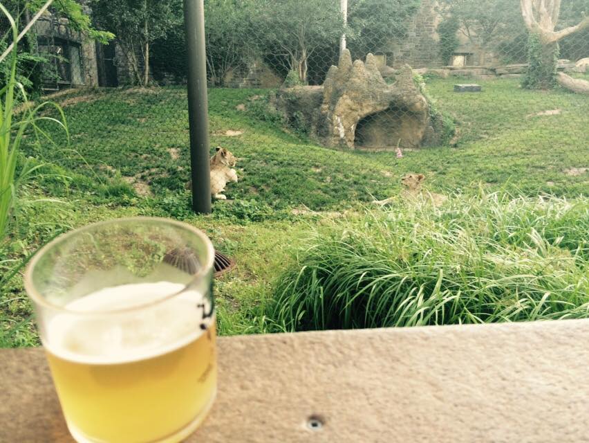 Enjoying a pale lager with the big cats.