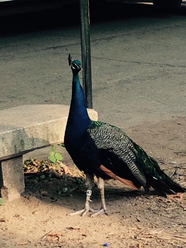 One of the guests at the Philly Zoo BeerFest