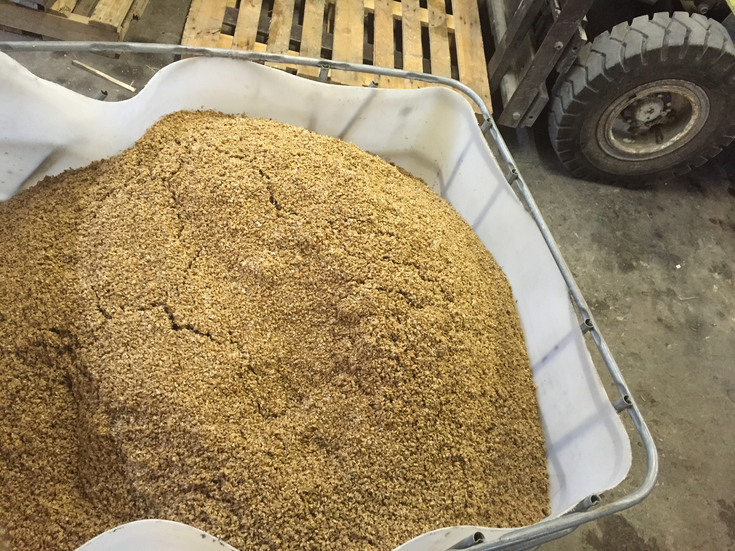 This is the spent grain right after brewing and before the cows are allowed to feast on it. This grain comes out of the Mash Tun at 150-160F and needs 24 hrs to cool off.