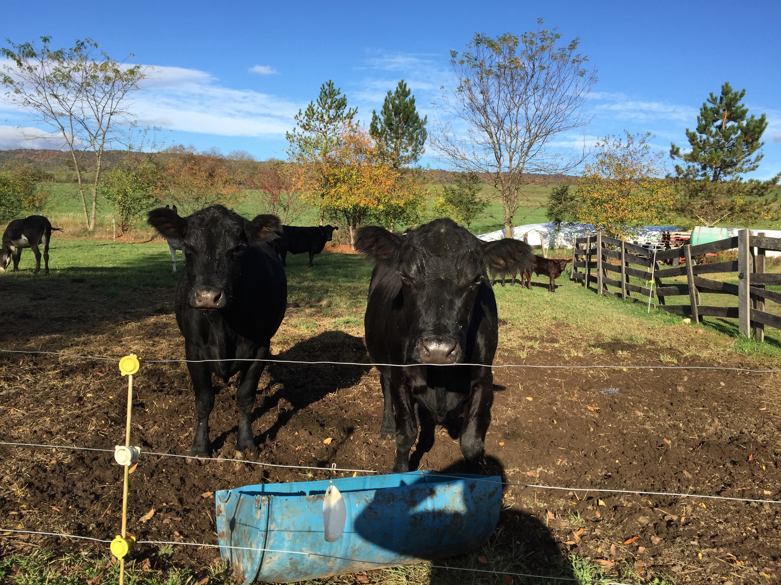 Two of the finest cows