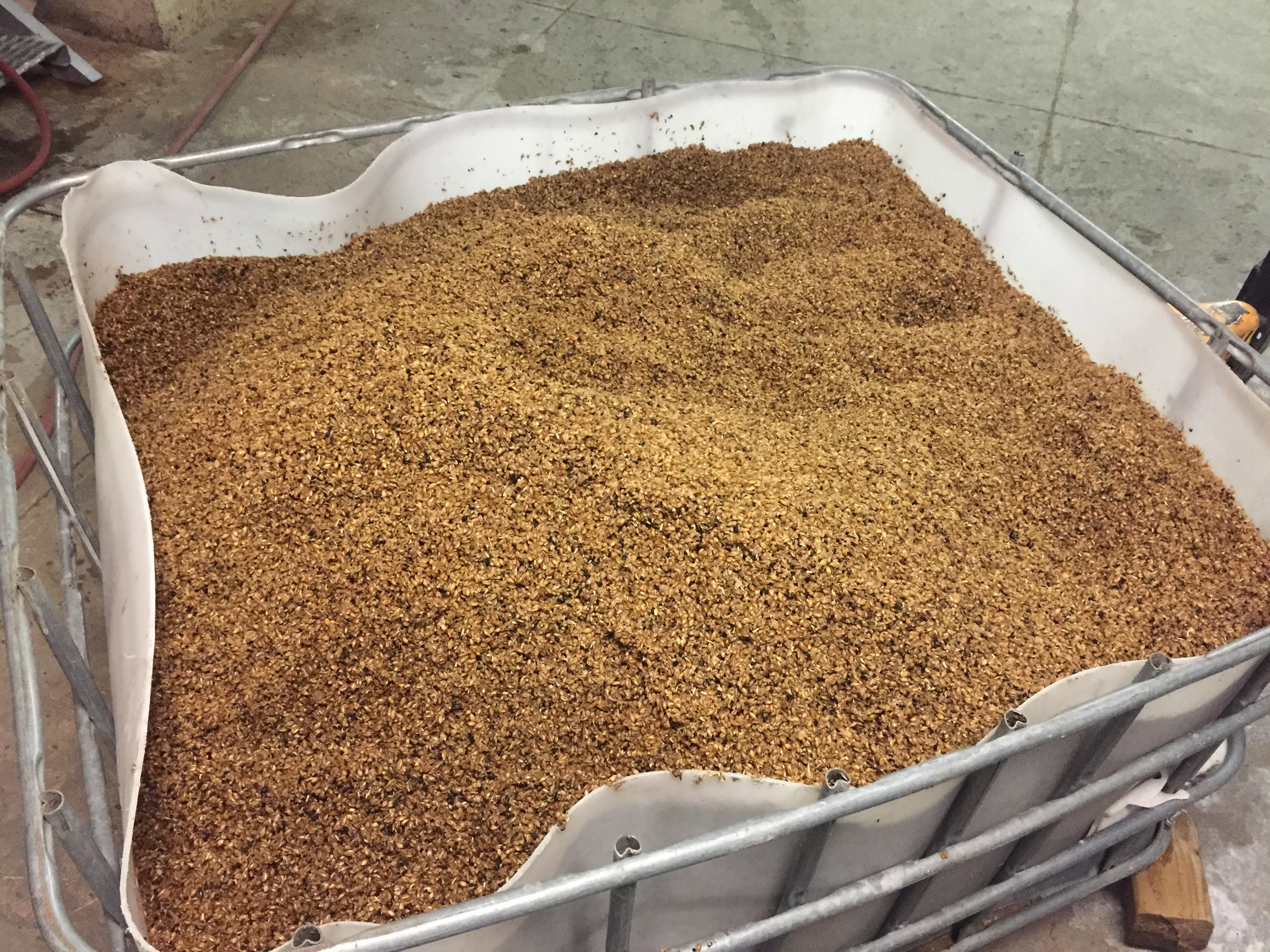 Spent grain from Underground Safety Stout