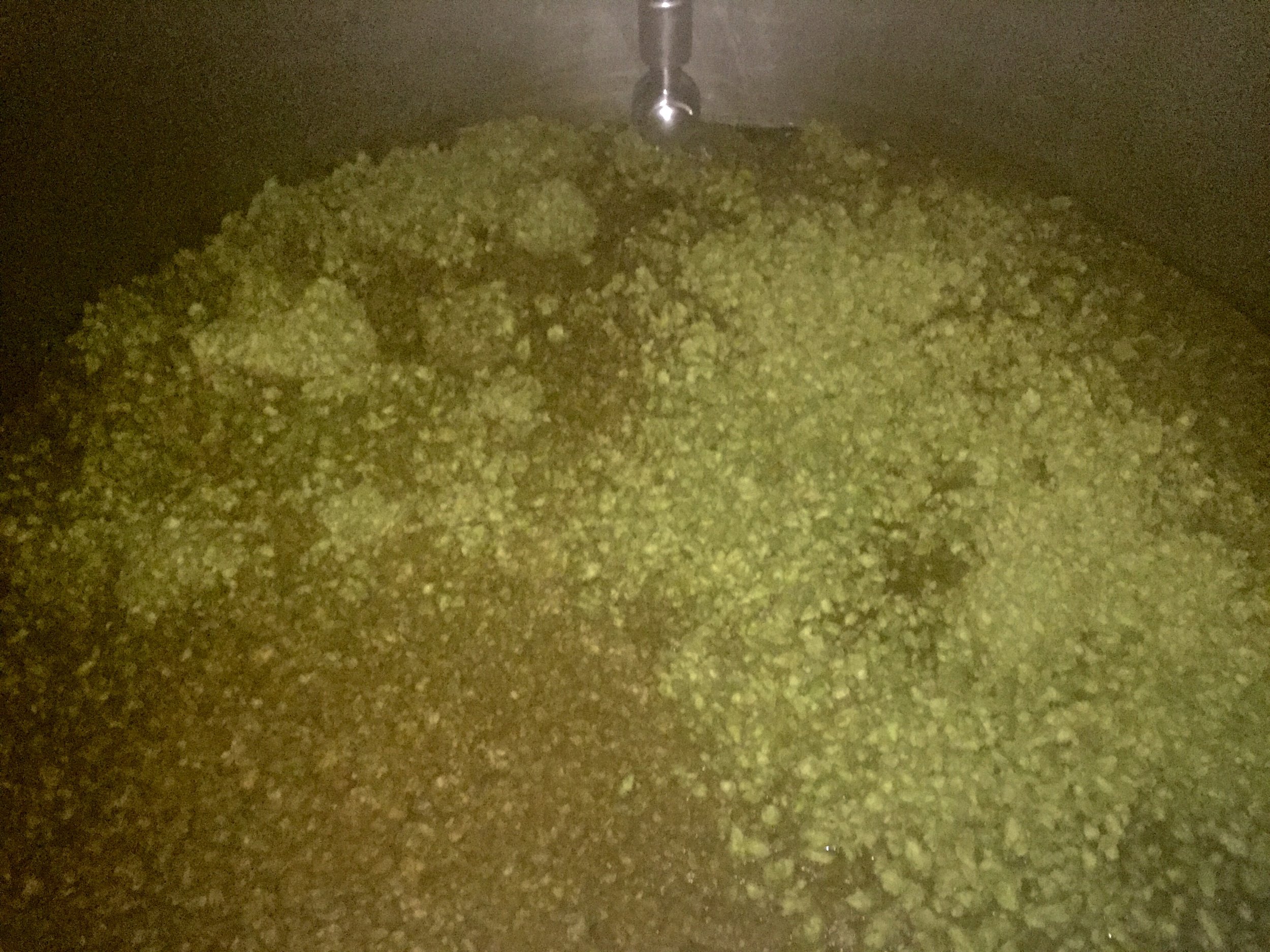 Local hops in the kettle. They will be boiled in here for 60 minutes to extract the oils and acids locked inside the hop cone.