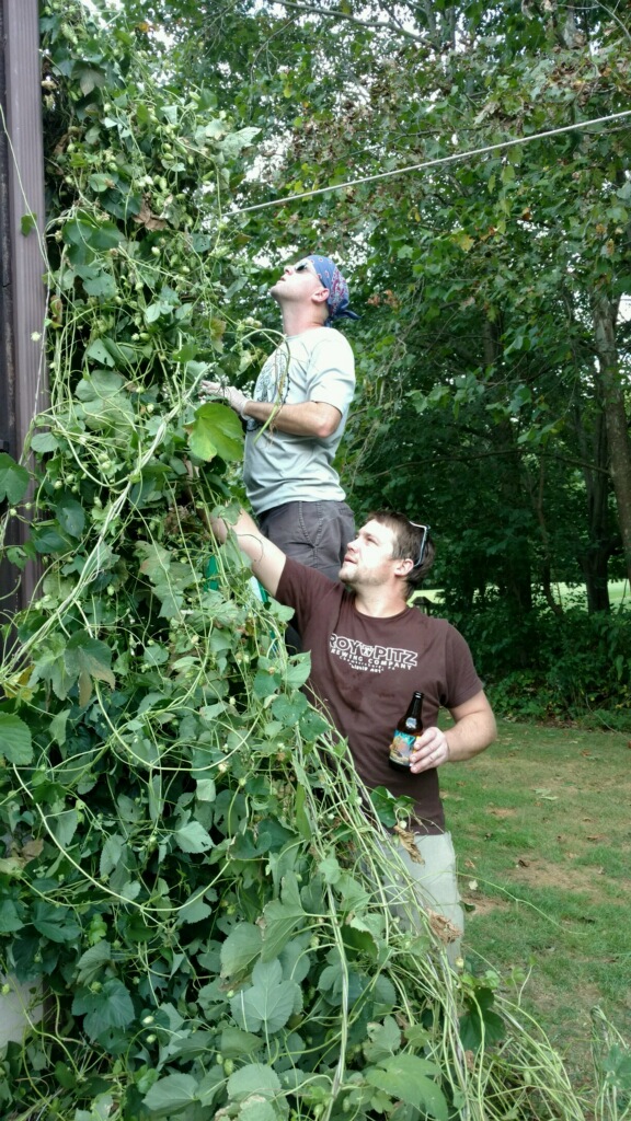 Chris and Roy finding some good hop cones.