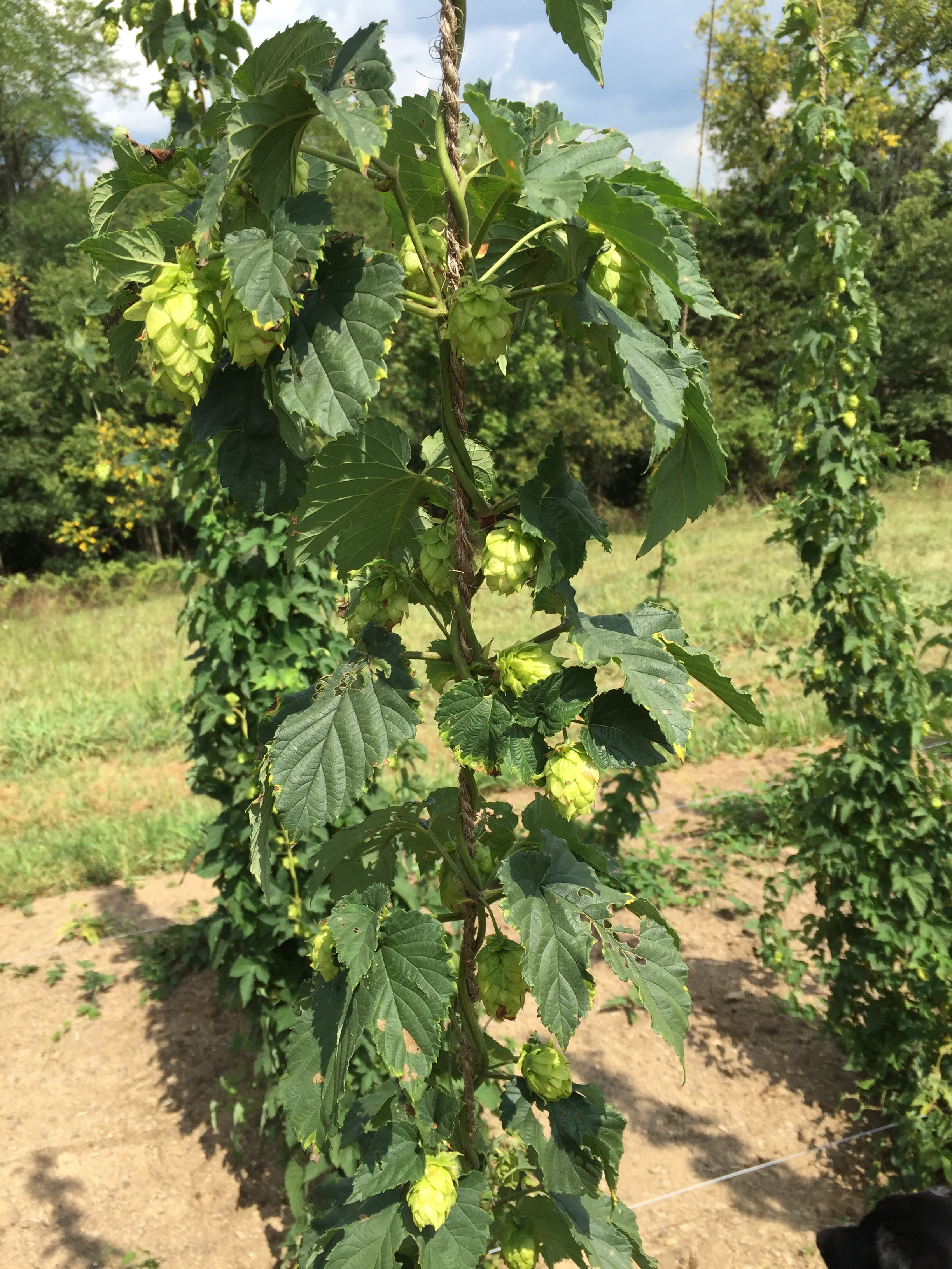 Albert Edward Hops. These are Zeus Hops