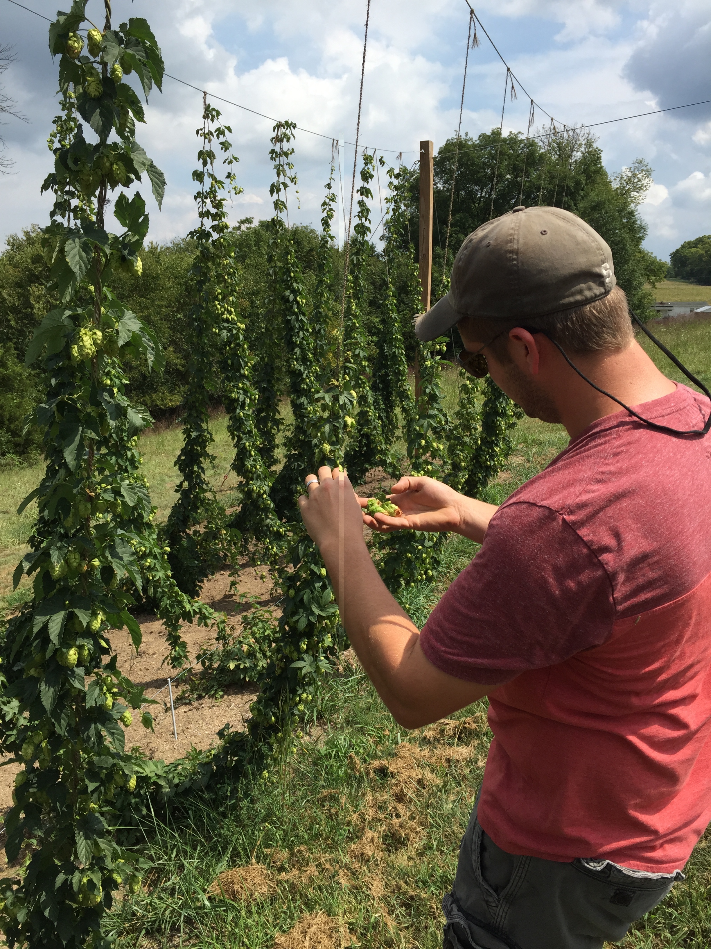 Stefan has mastered the art of the hop trellis