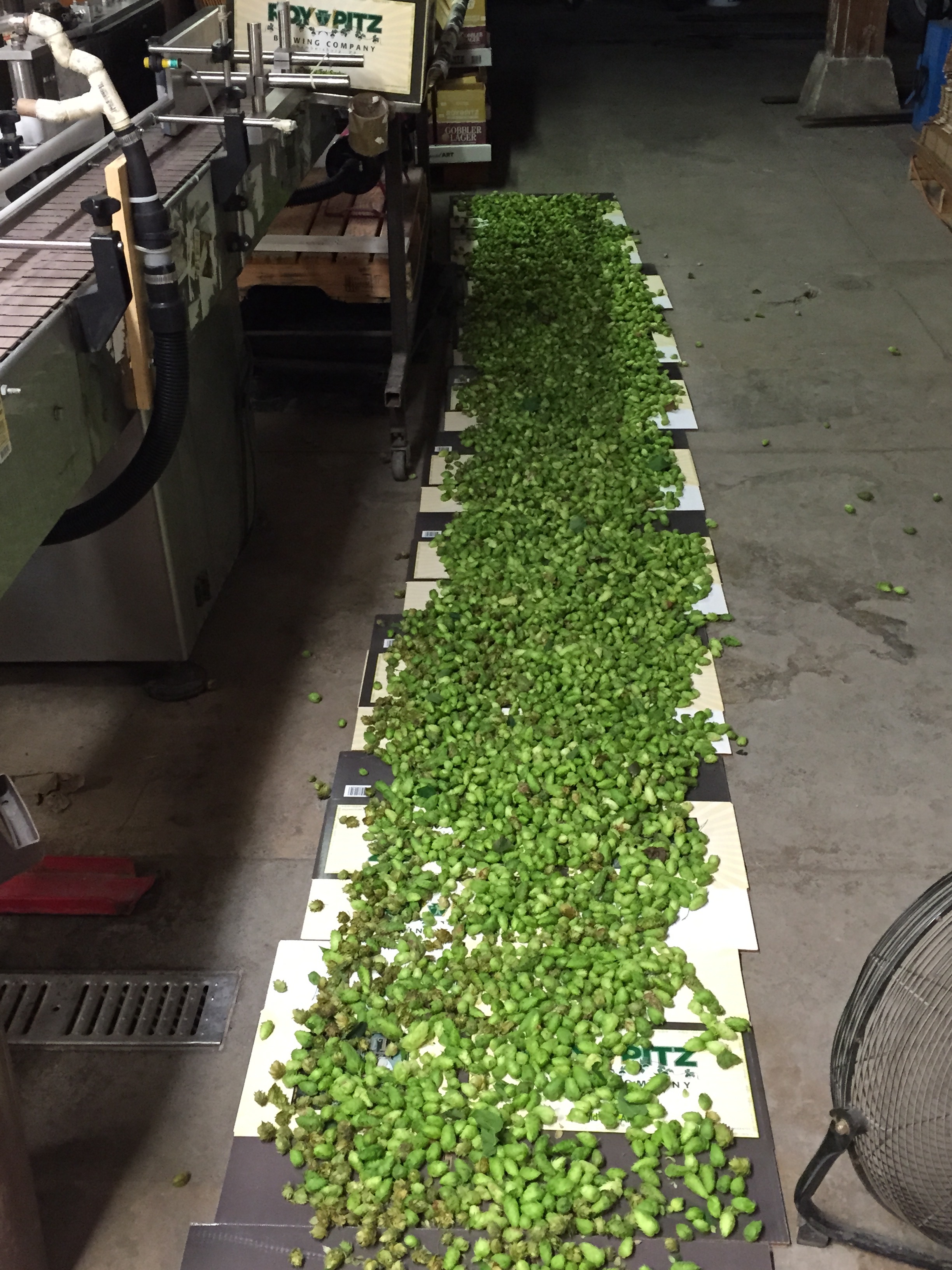 Drying the cones off to prevent any mold from growing. They smell great.
