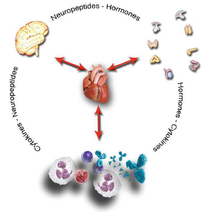 The cardiovascular system in the psychoneurological, hormonal and immune network: it receives and sends signals to the brain, to the immune, and to the endocrine system.