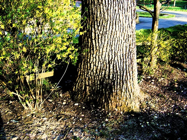 trunk 4.jpg
