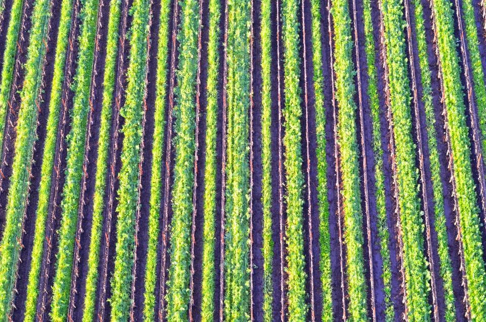 12790943_10154647483429676_2591324936629159194_n.jpg