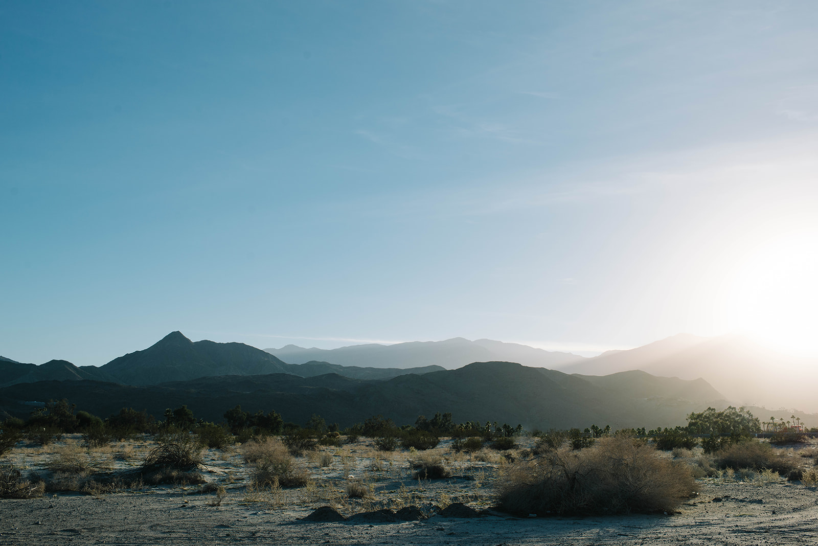Joshuatree-5_websize.jpg