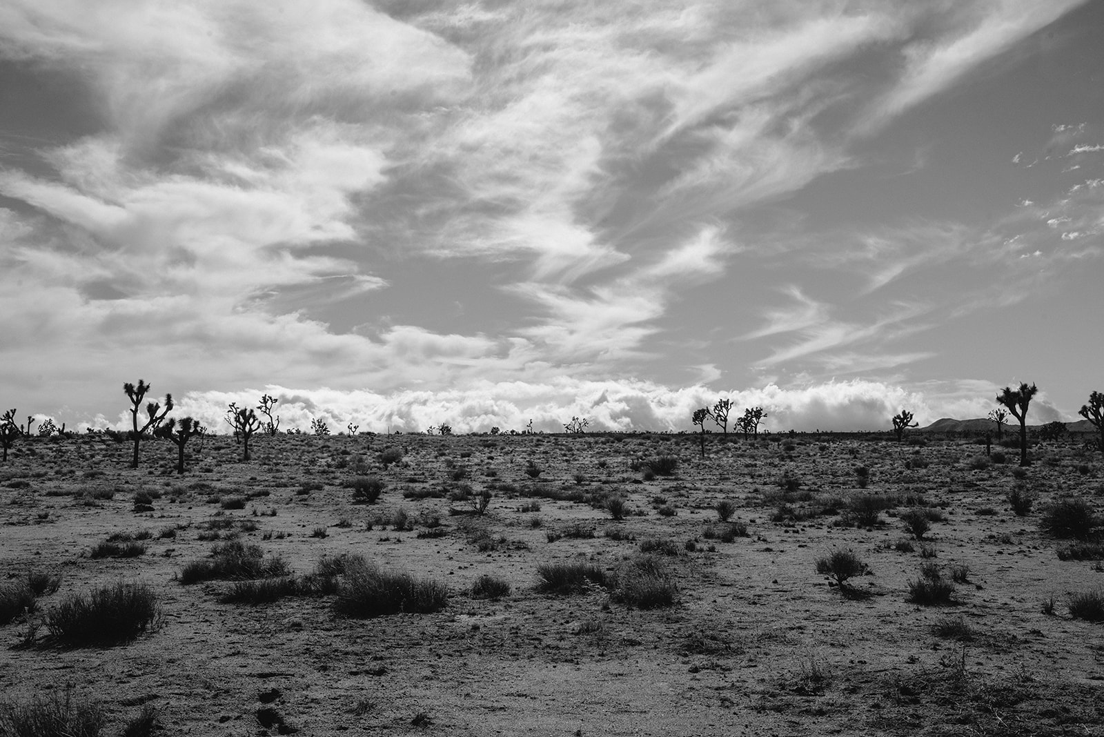 Joshuatree-21_websize.jpg