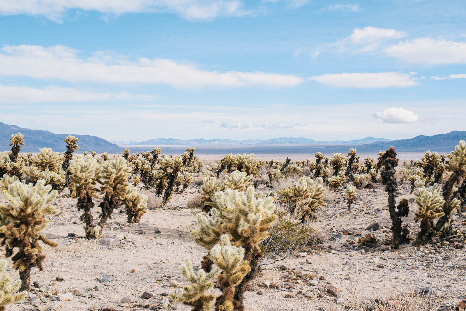 Joshuatree-25_websize.jpg