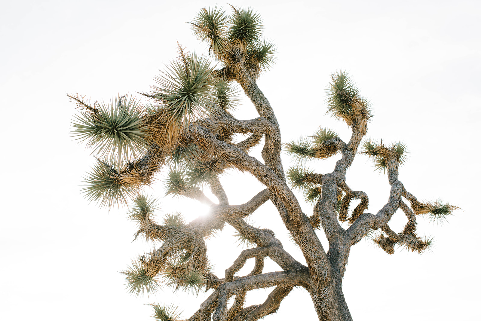 Joshuatree-31_websize.jpg