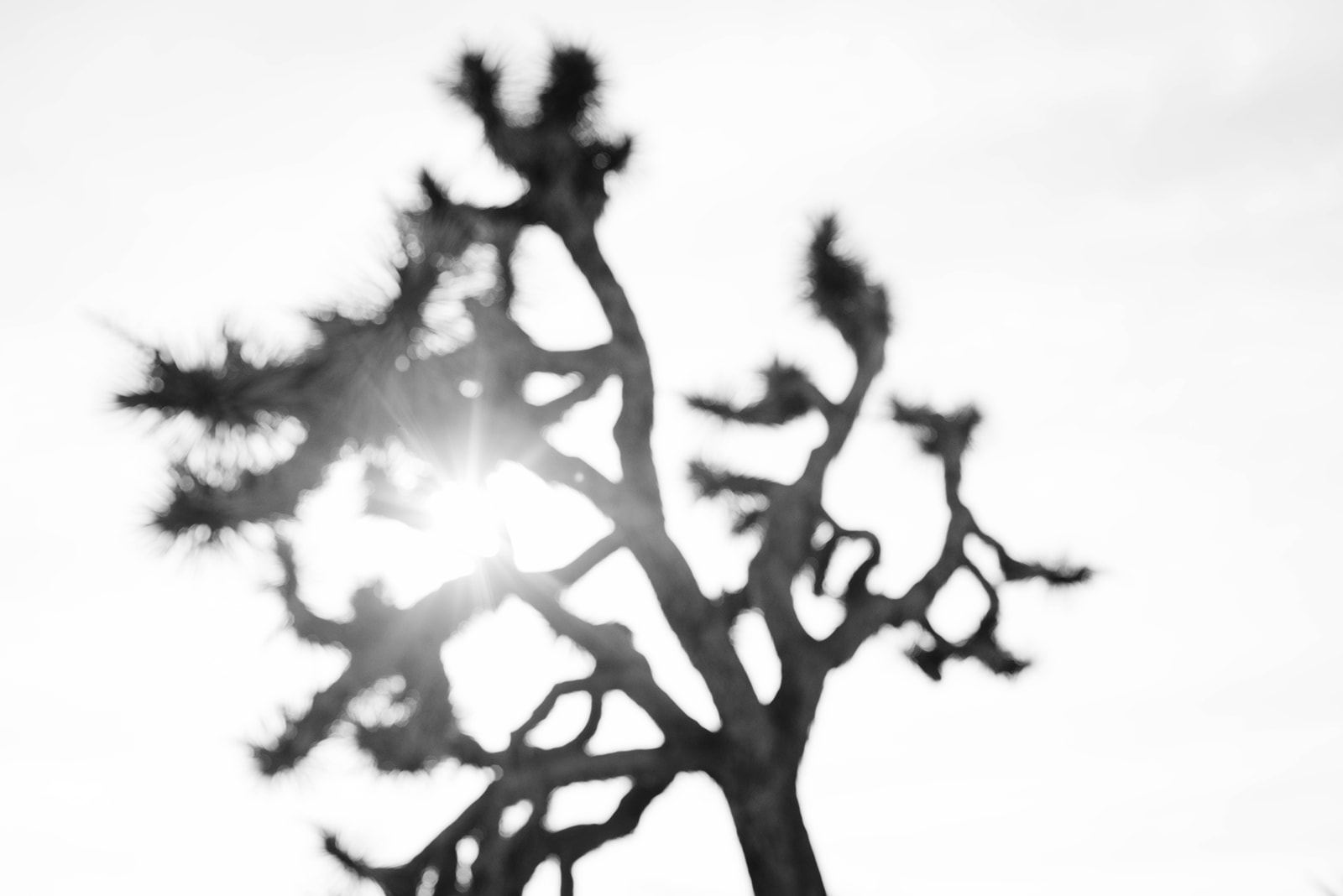 Joshuatree-32_websize.jpg