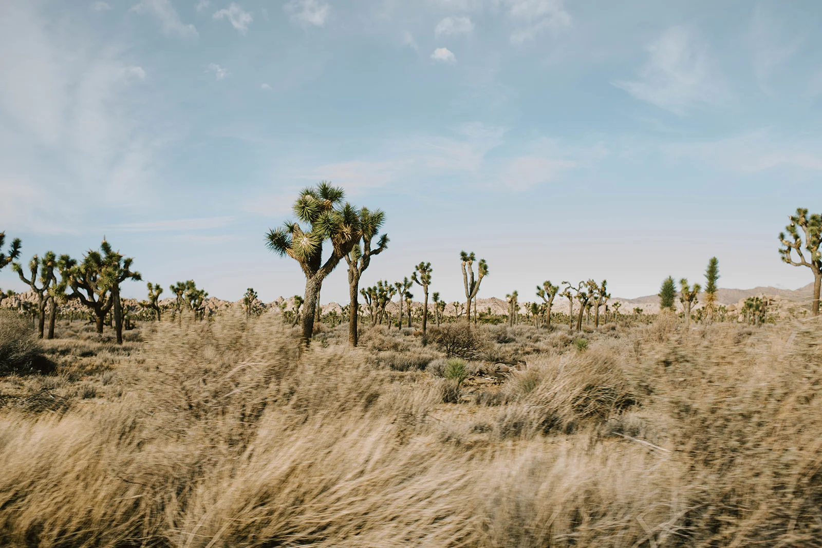 Joshuatree-34_websize.jpg