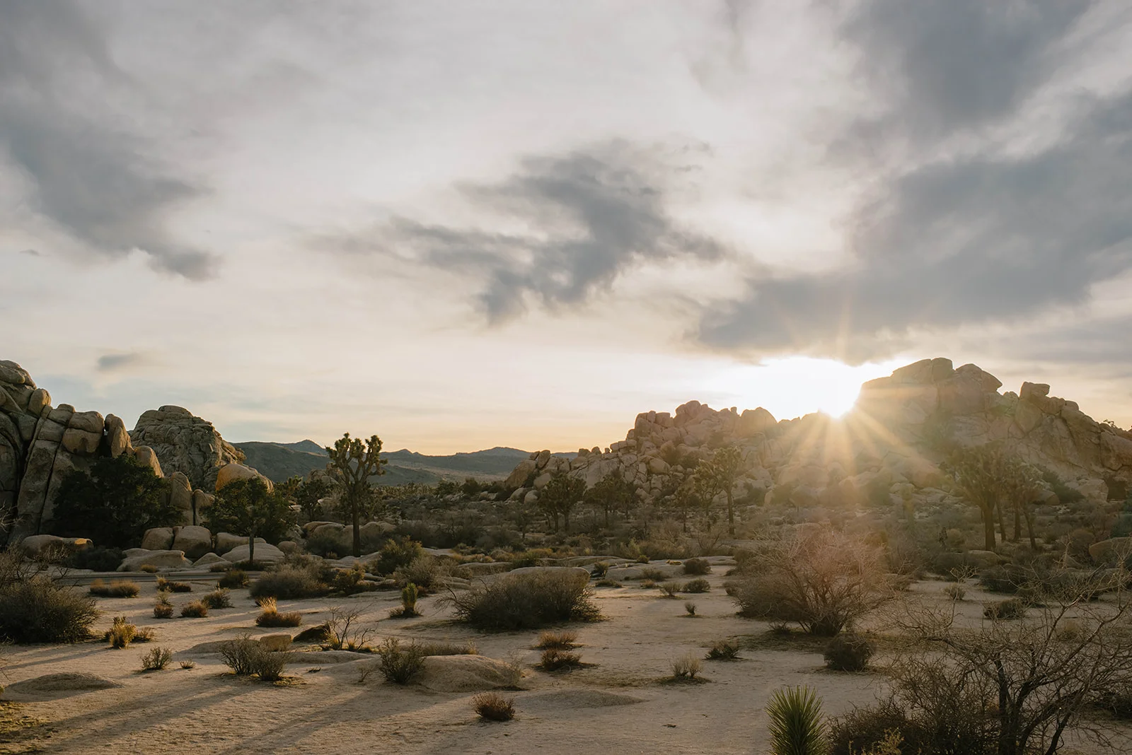Joshuatree-39_websize.jpg