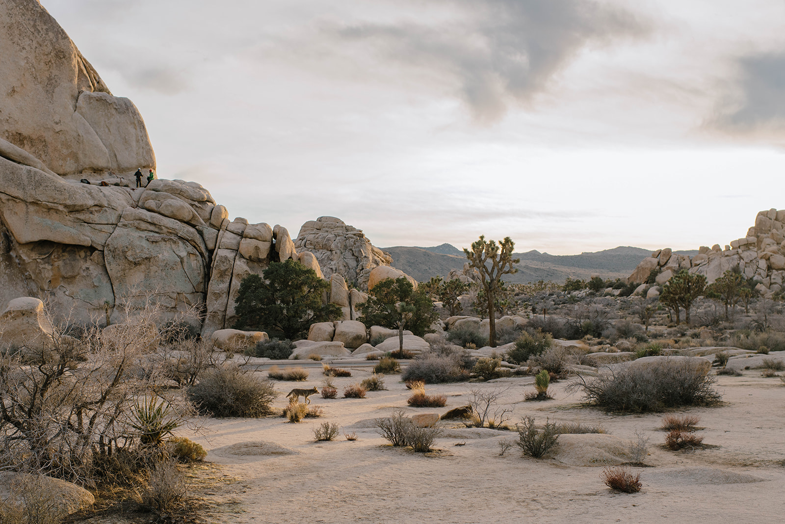 Joshuatree-40_websize.jpg