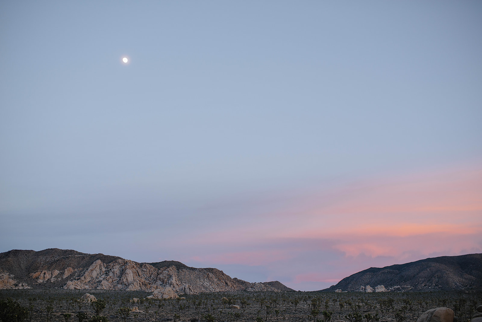 Joshuatree-44_websize.jpg