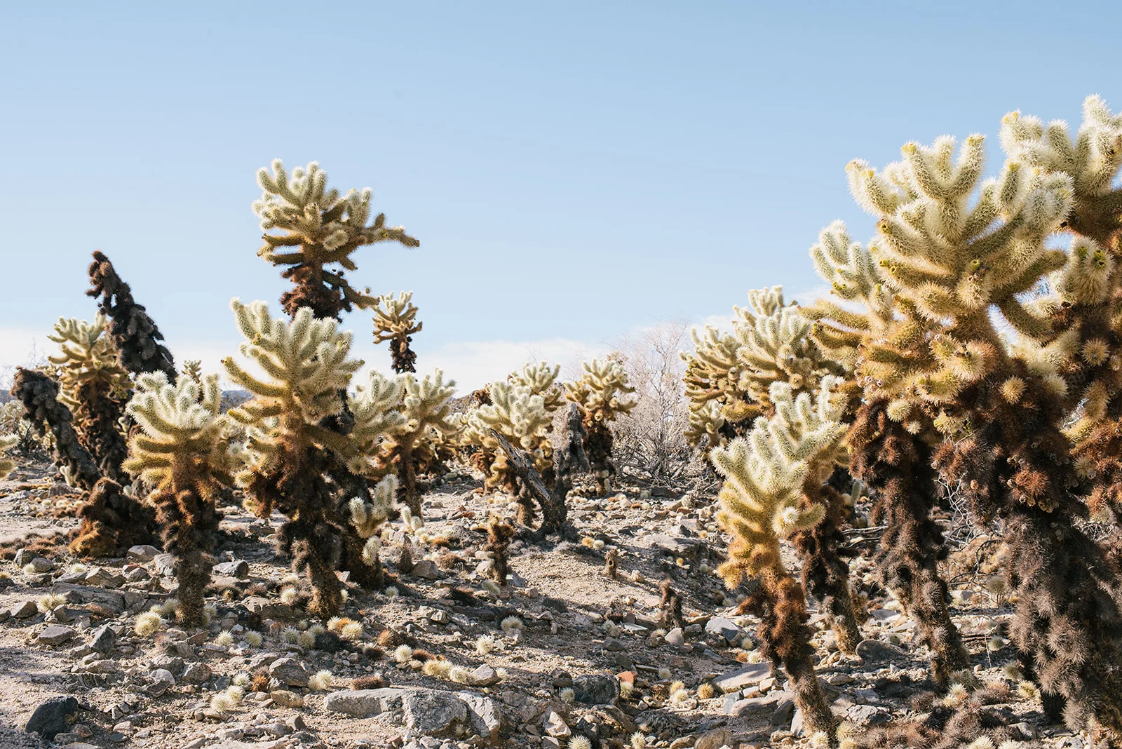 joshuatree-56_websize.jpg