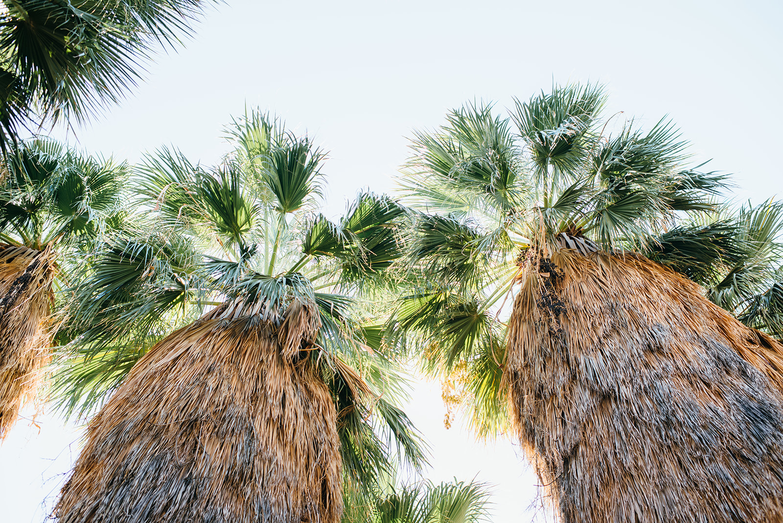 joshuatree-67_websize.jpg